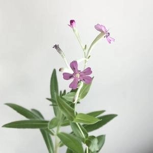 Plantable Cheers Greeting Card - sariKNOTsari slow fashion bryn walker linen Hamilton sustainable fashion gifts sari not sari Hamilton Fair trade Ethical Artisan made Zero waste Up-cycled Slow Fashion Handmade GTA Toronto Copper Pure Upcycled vintage silk handmade recycled recycle copper pure silk travel clothing hamilton vacation cruisewear resortwear bathing suit bathingsuit vacation etsy silk clothing gifts gift dress top pants linen bryn walker alive intentions kaarigar elephants