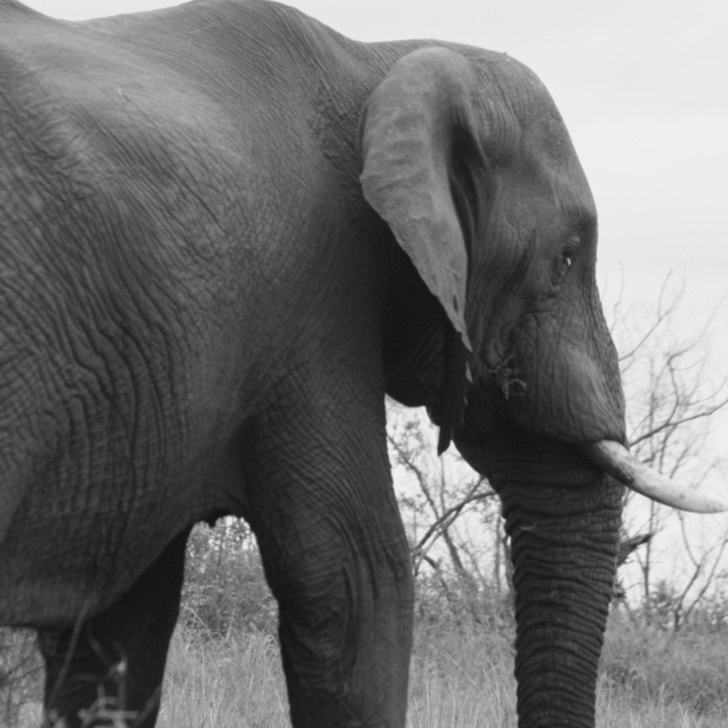 Donation to Save the Elephants - sariKNOTsari slow fashion bryn walker linen Hamilton sustainable fashion gifts sari not sari Hamilton Fair trade Ethical Artisan made Zero waste Up-cycled Slow Fashion Handmade GTA Toronto Copper Pure Upcycled vintage silk handmade recycled recycle copper pure silk travel clothing hamilton vacation cruisewear resortwear bathing suit bathingsuit vacation etsy silk clothing gifts gift dress top pants linen bryn walker alive intentions kaarigar elephants